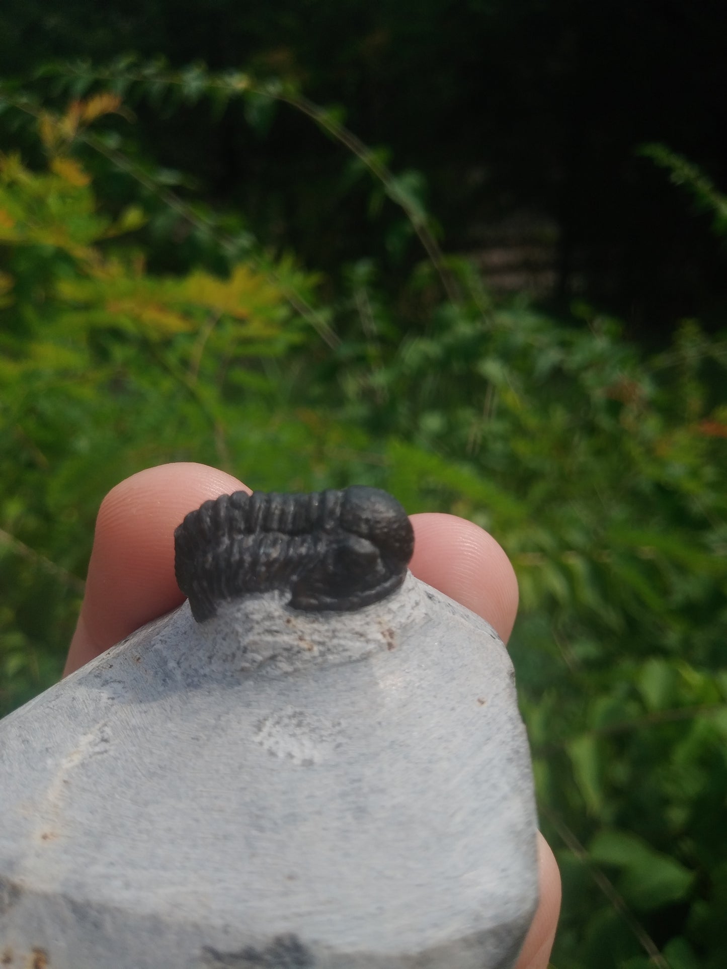 Trilobite Gerastos sp - Devonian