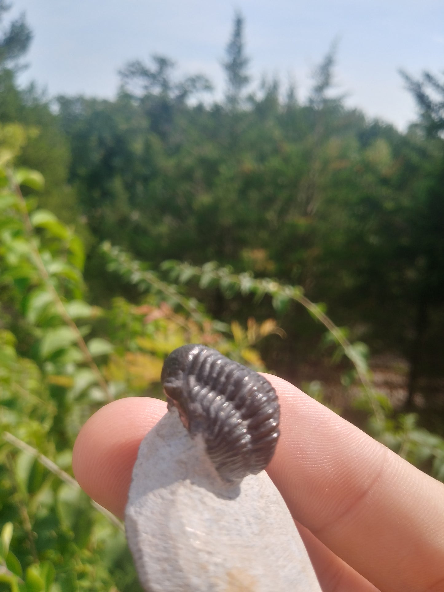 Trilobite Gerastos sp - Devonian