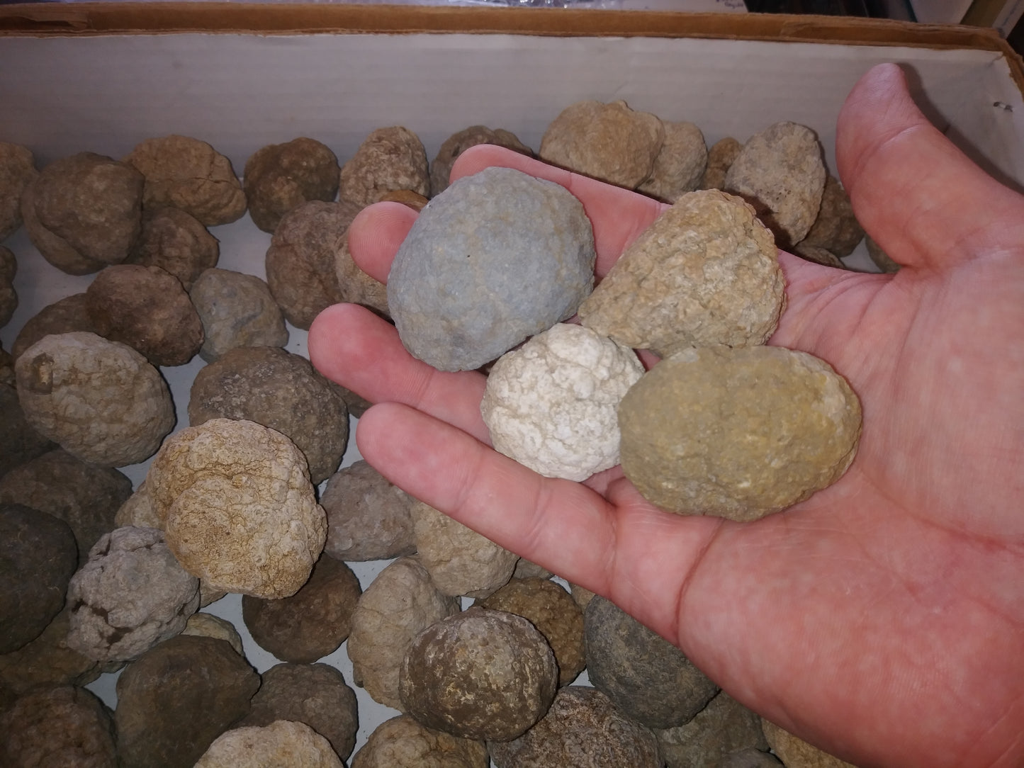 4 Uncracked Warsaw Formation Geodes (1-2 Inches)