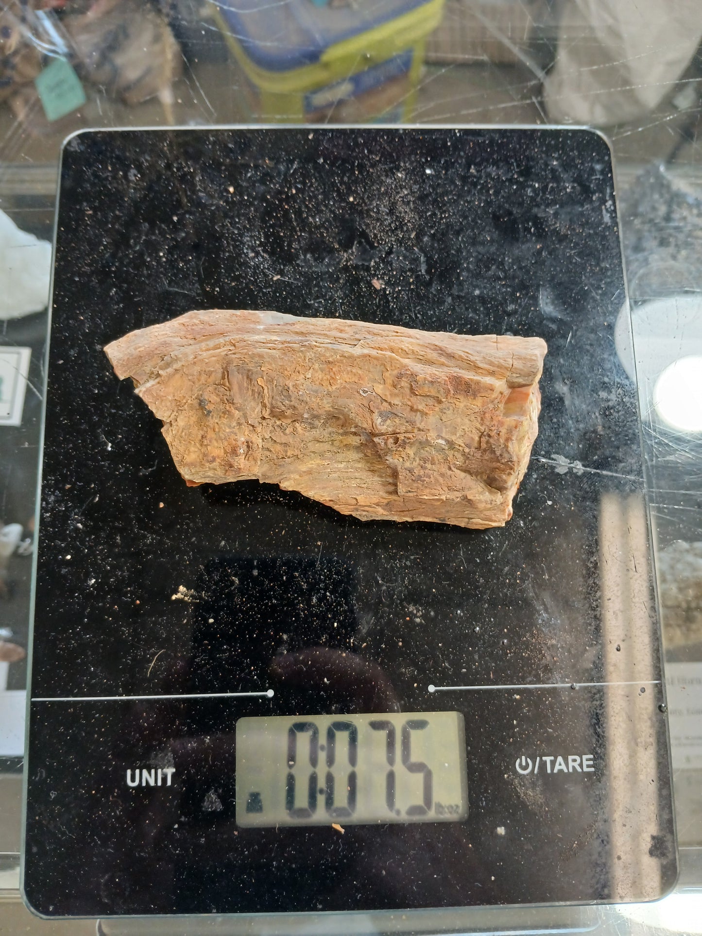 Rainbow Petrified Wood Limb Cast