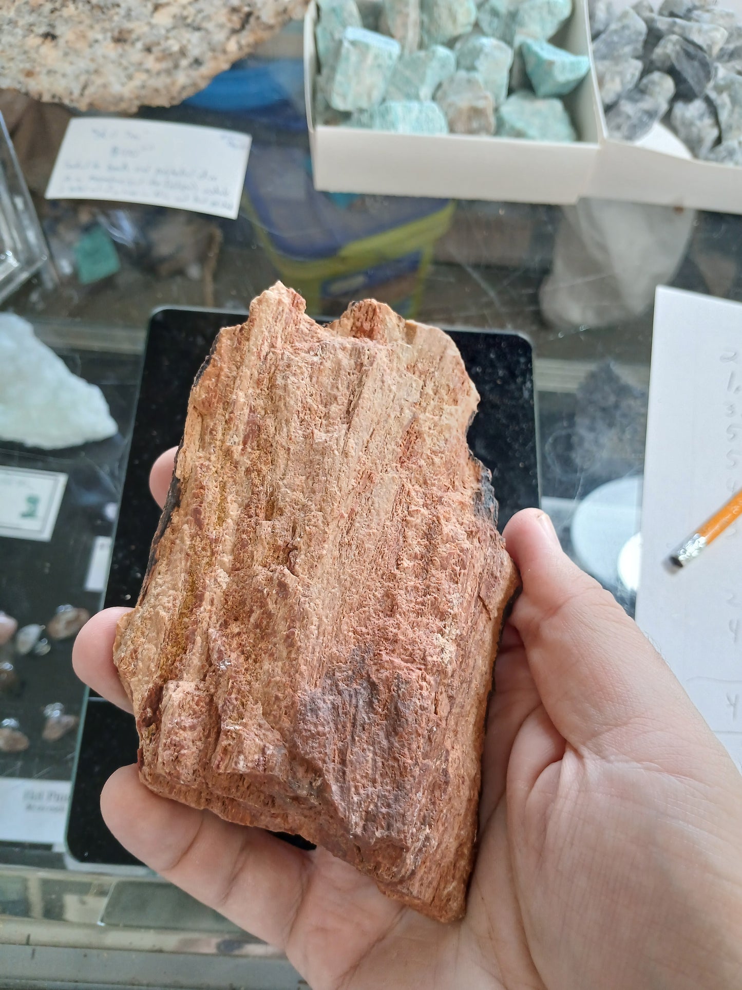Petrified Wood Bark Piece