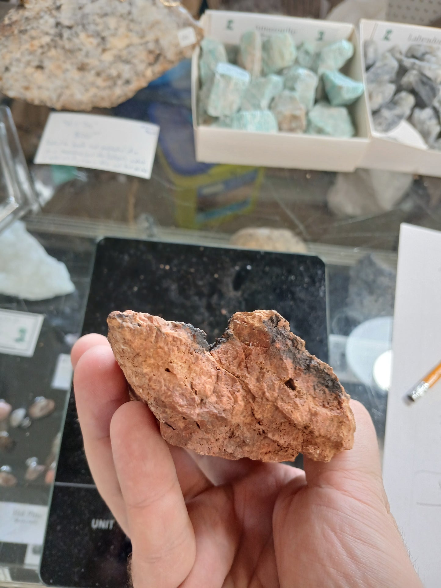 Petrified Wood Bark Piece