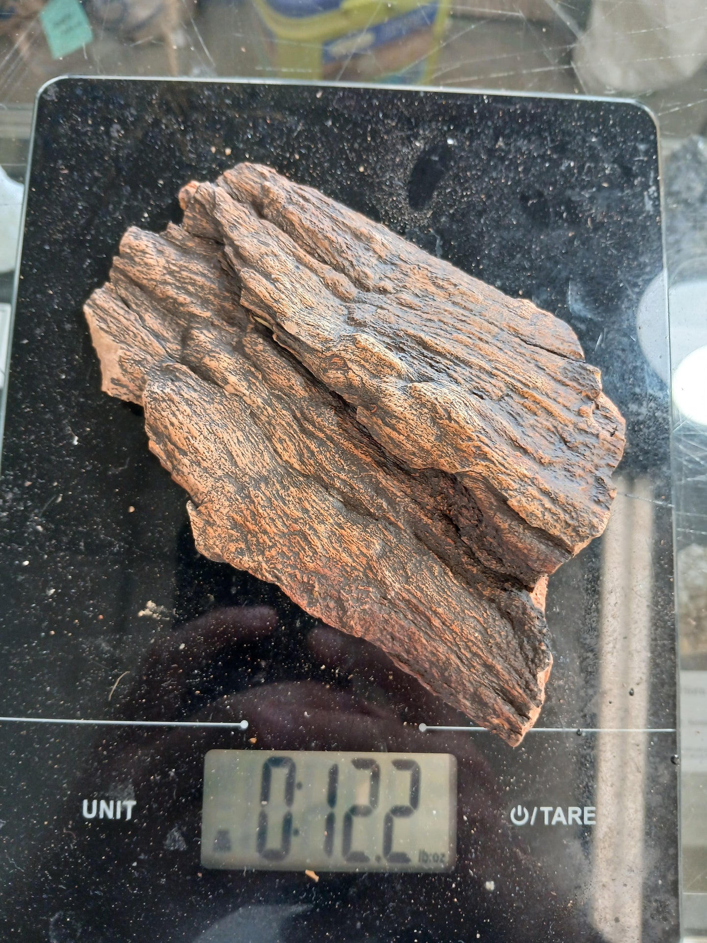 Petrified Wood Bark Piece