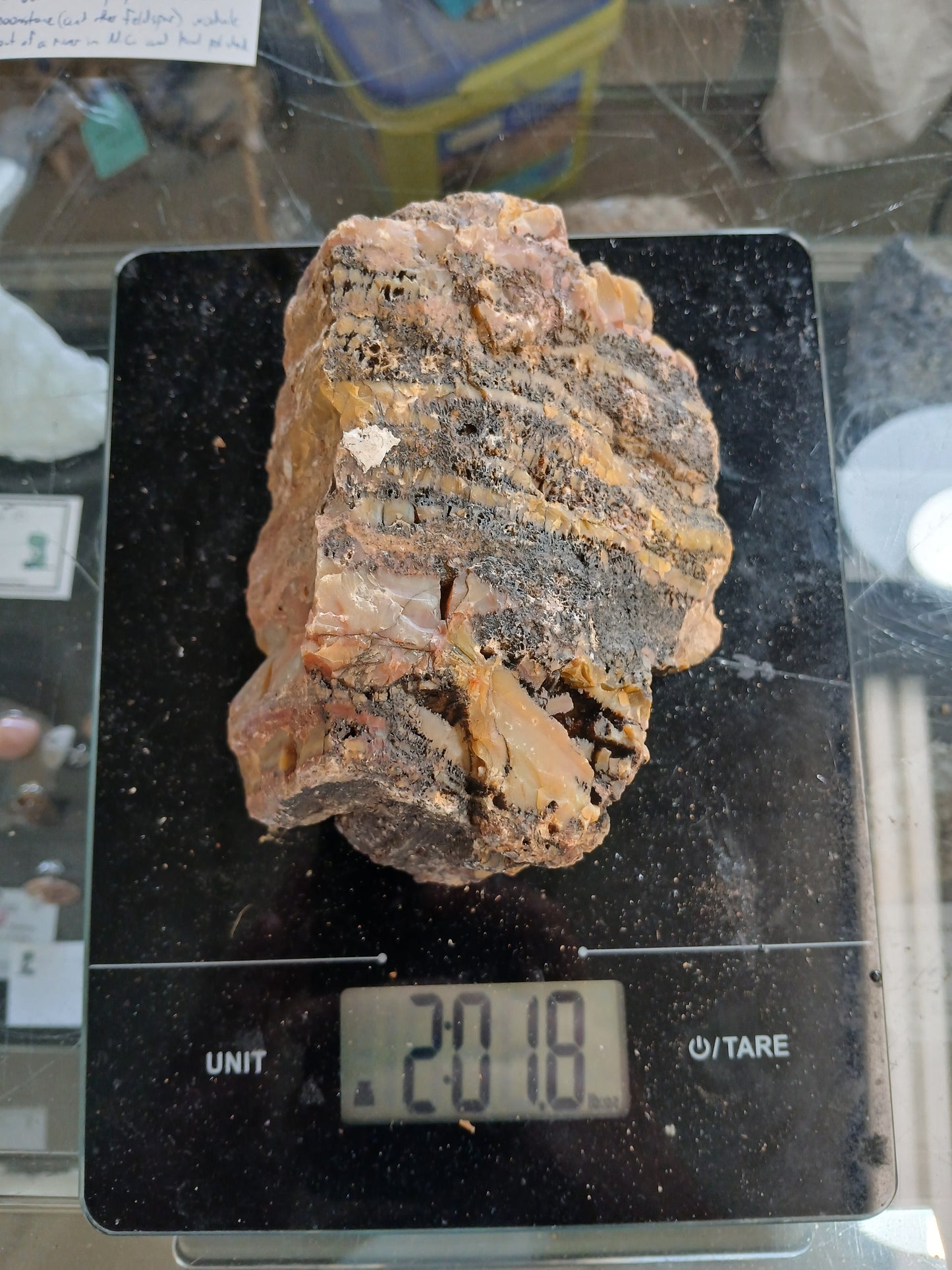 Gothmog Nazlini Petrified Wood