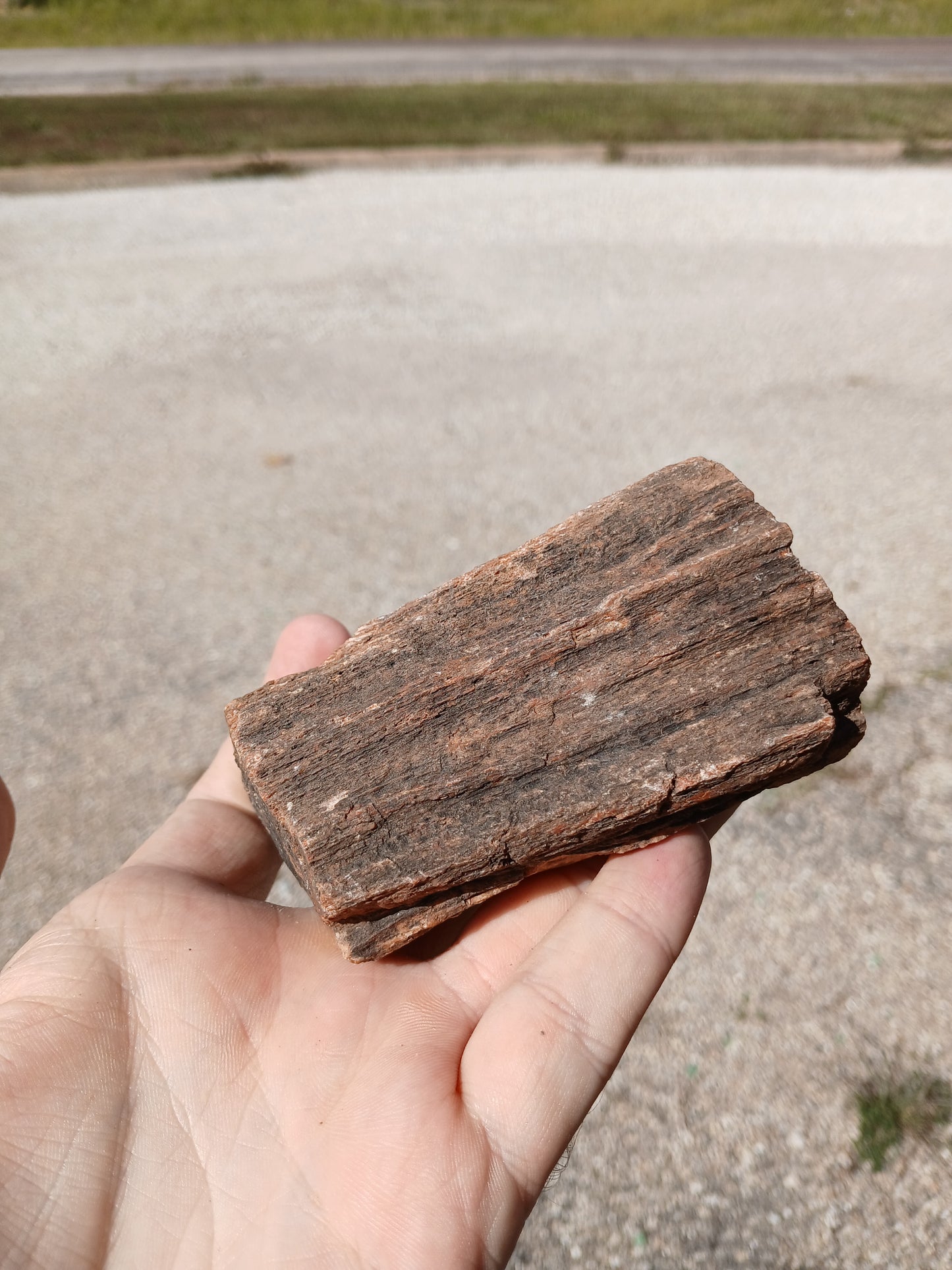Nazlini Petrified Wood With Lots of Yellow!