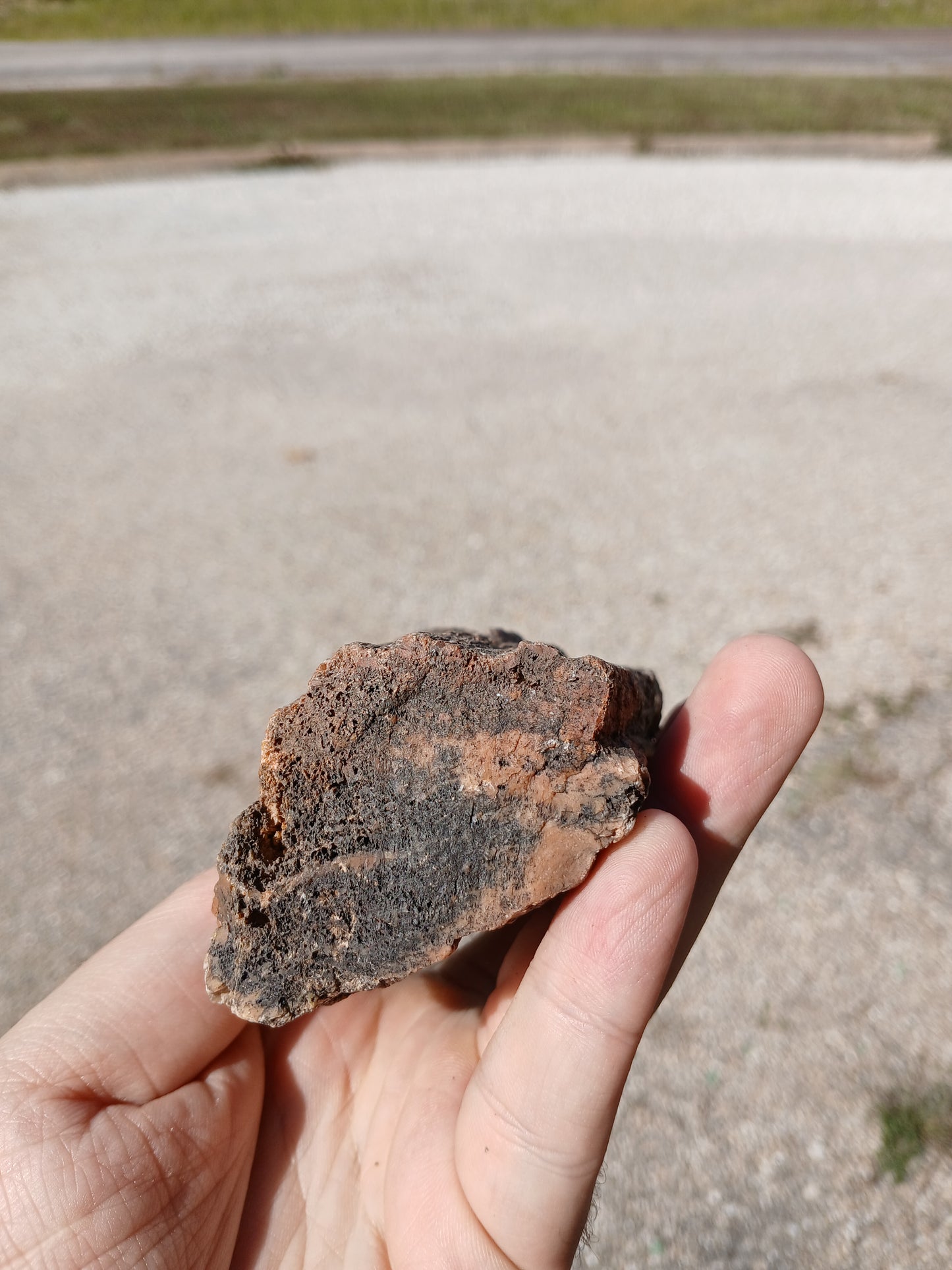 Nazlini Petrified Wood With Lots of Yellow!