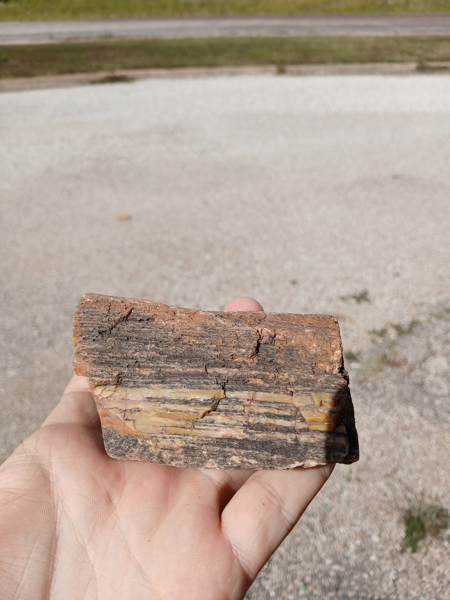 Nazlini Petrified Wood With Lots of Yellow!