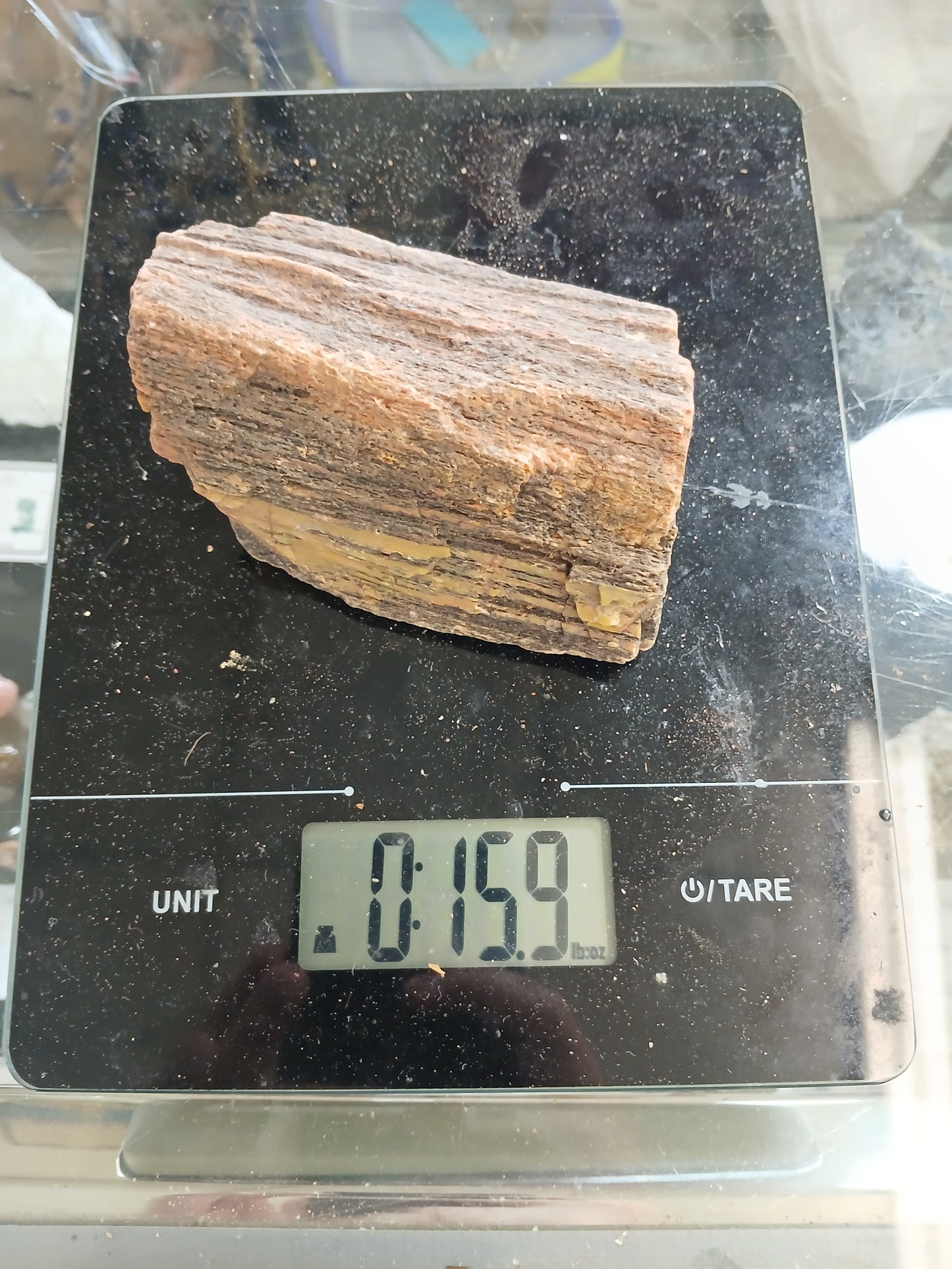 Nazlini Petrified Wood With Lots of Yellow!
