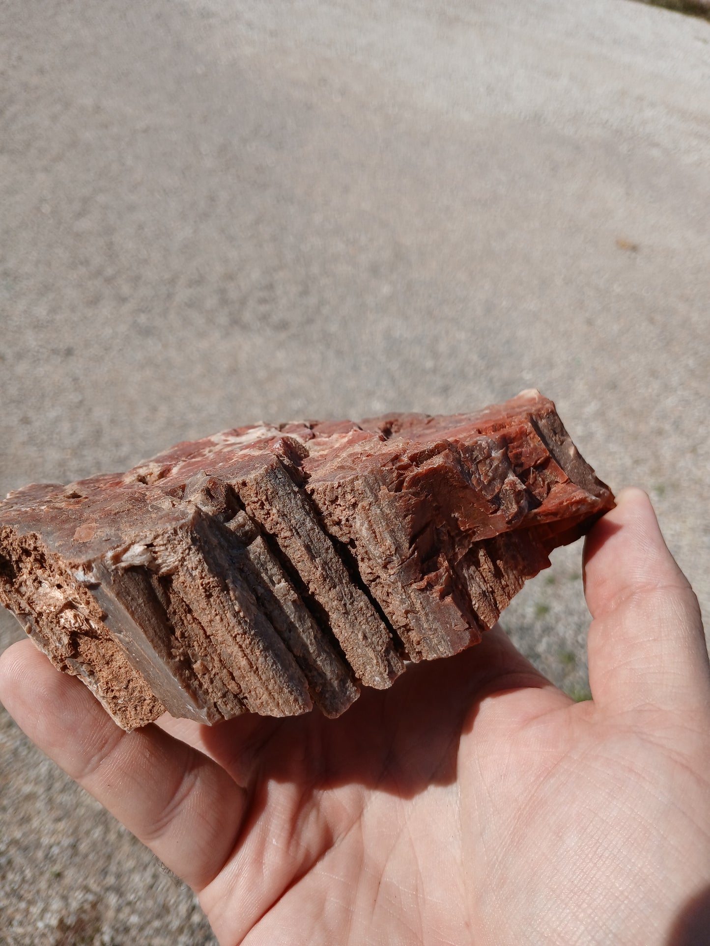 Drusy Quartz Coated Petrified Wood With Awesome Bark!