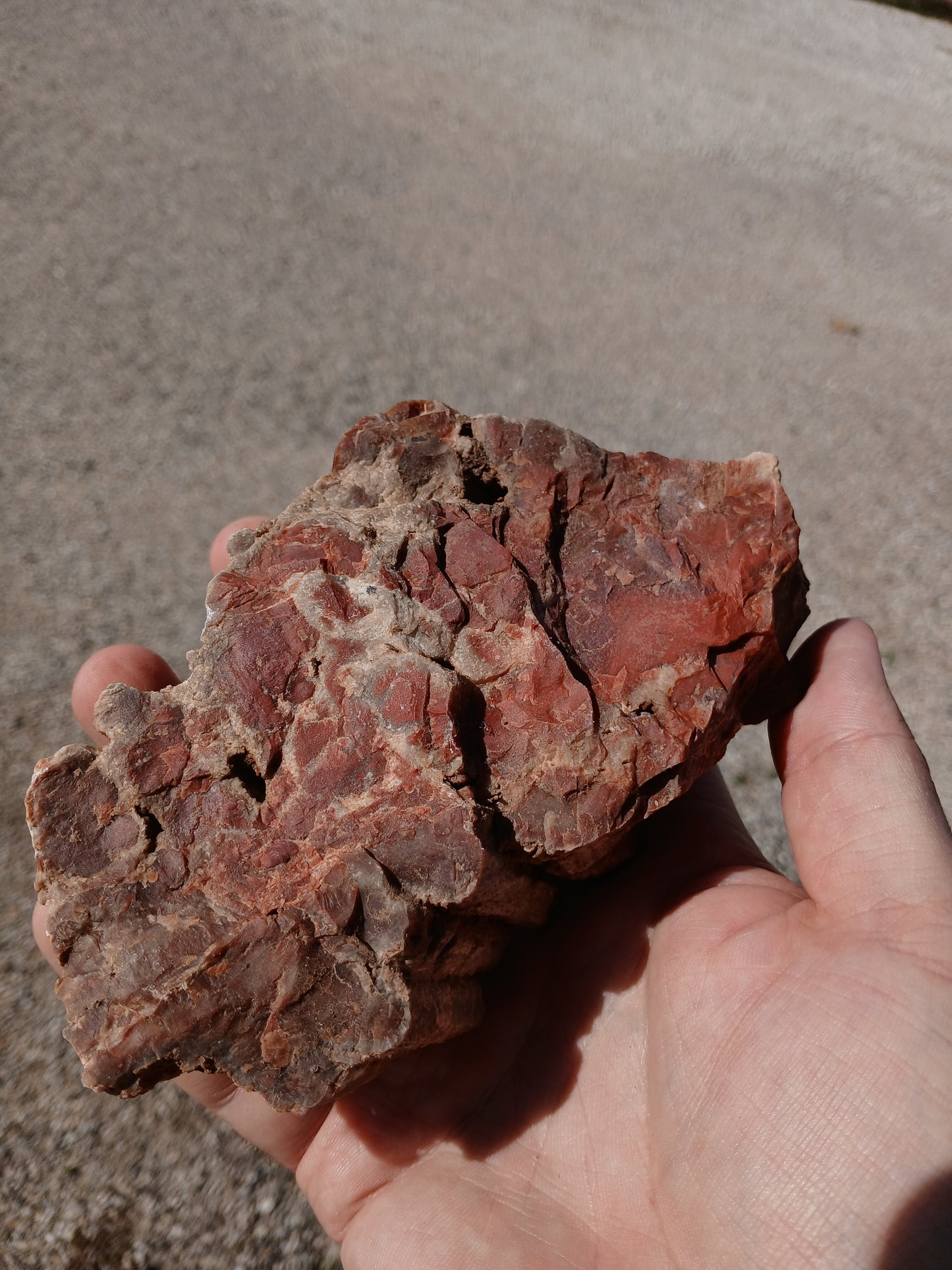 Drusy Quartz Coated Petrified Wood With Awesome Bark!