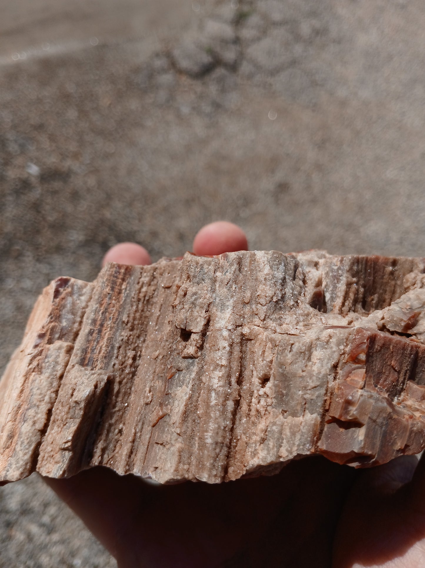 Drusy Quartz Coated Petrified Wood With Awesome Bark!