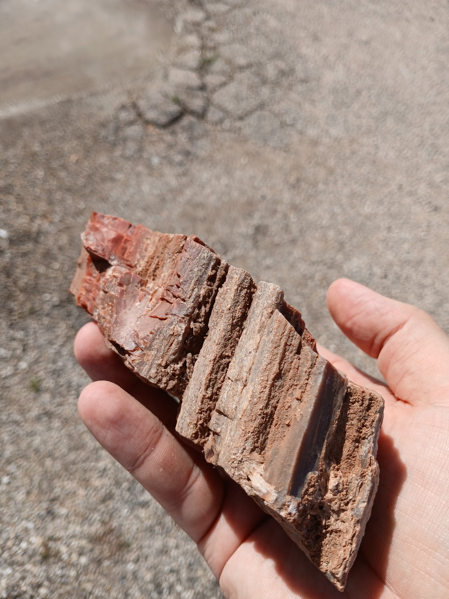 Drusy Quartz Coated Petrified Wood With Awesome Bark!