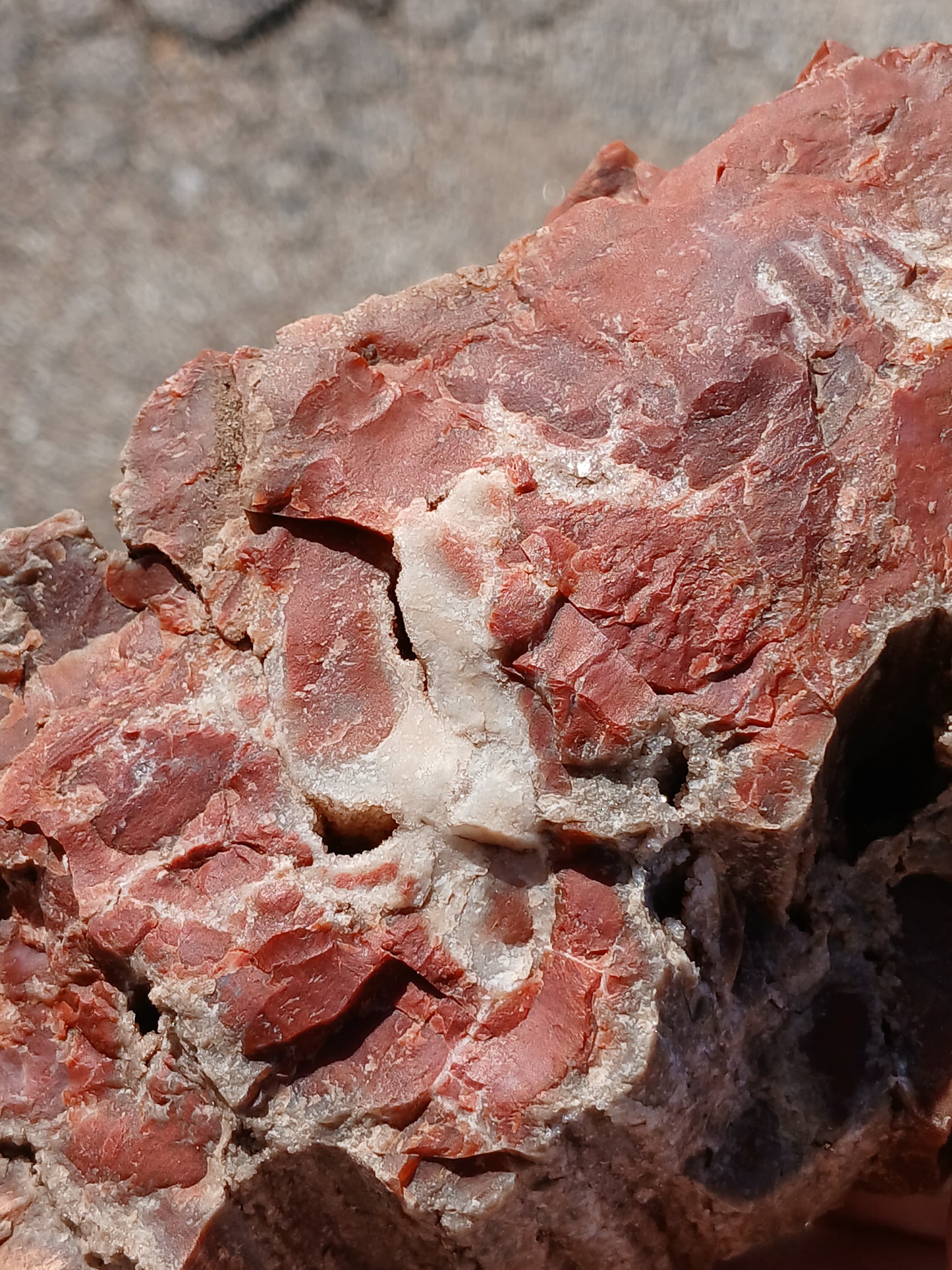 Drusy Quartz Coated Petrified Wood With Awesome Bark!