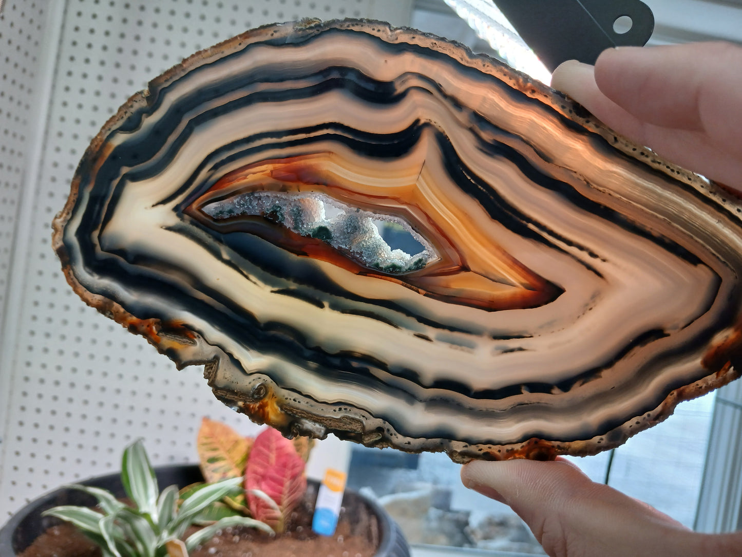 Natural 8x4 Inch Inch Brazilian Agate Slice