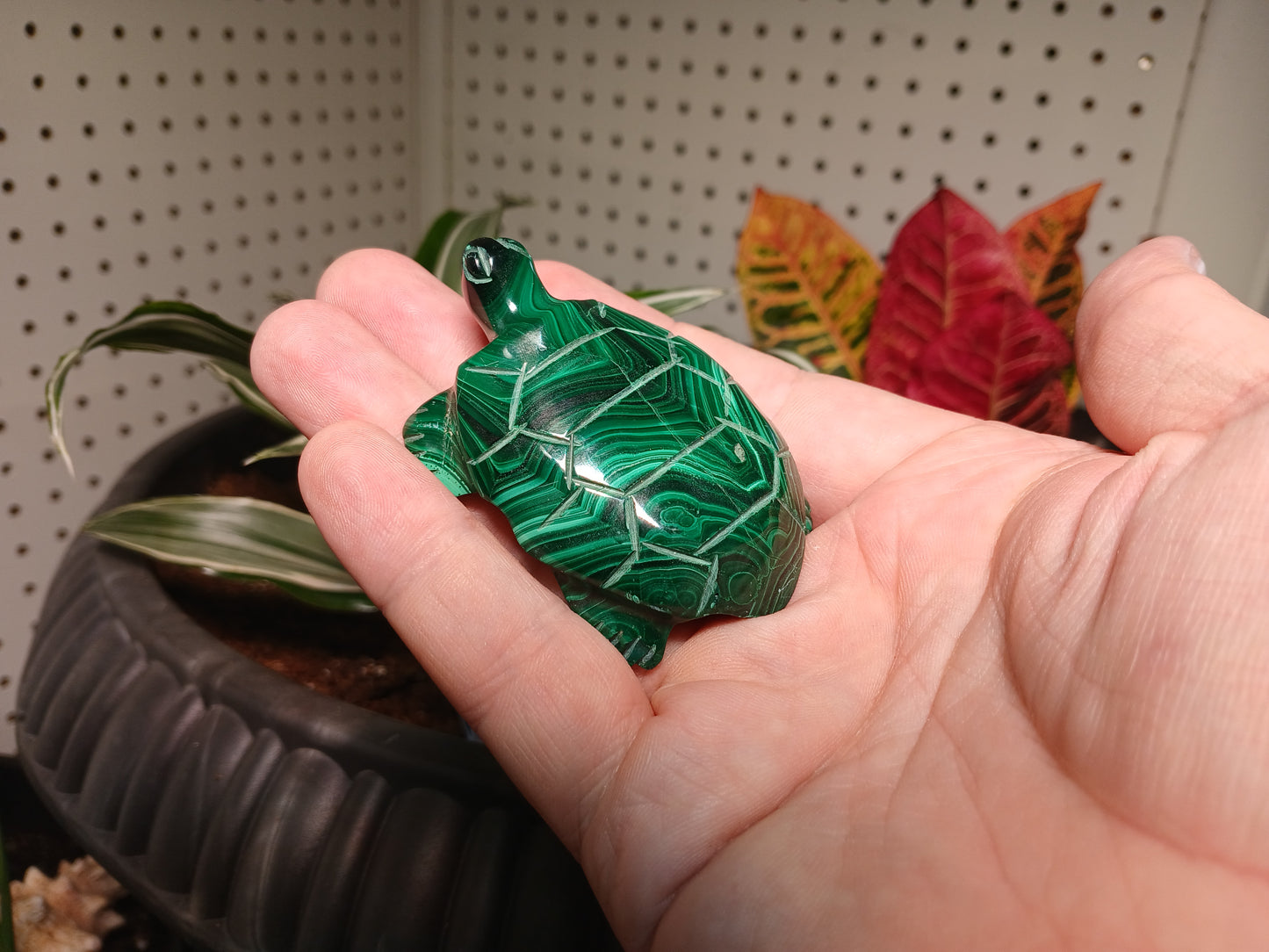 Repaired Malachite Turtle