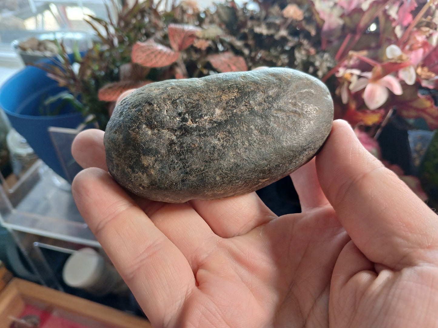 Tymphatic Bull - Whale Inner Ear Bone Fossil