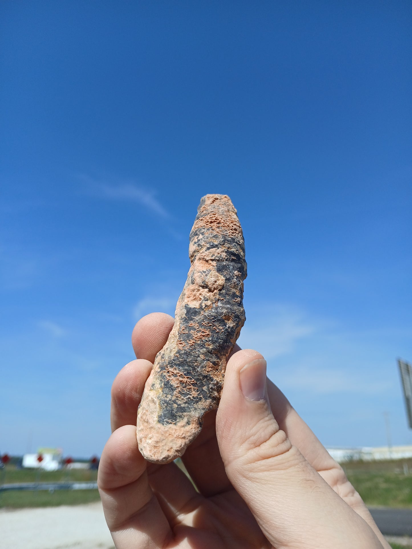 Fossil Horn Coral