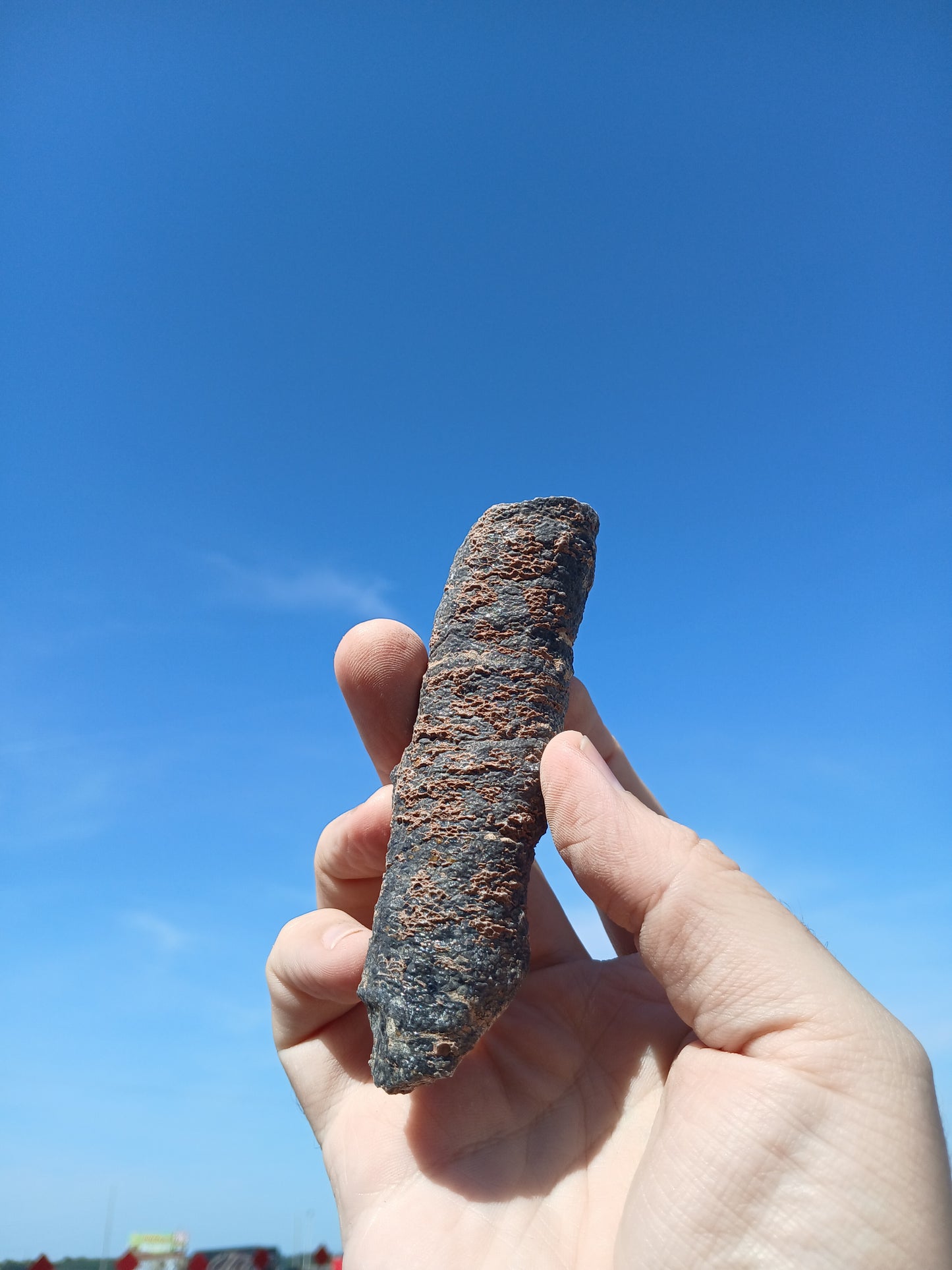 Fossil Horn Coral