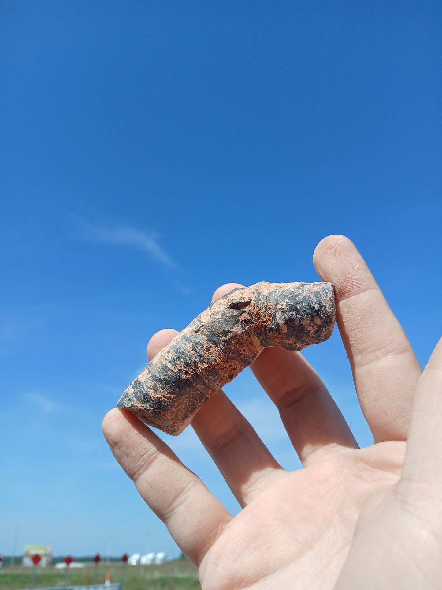 Fossil Horn Coral