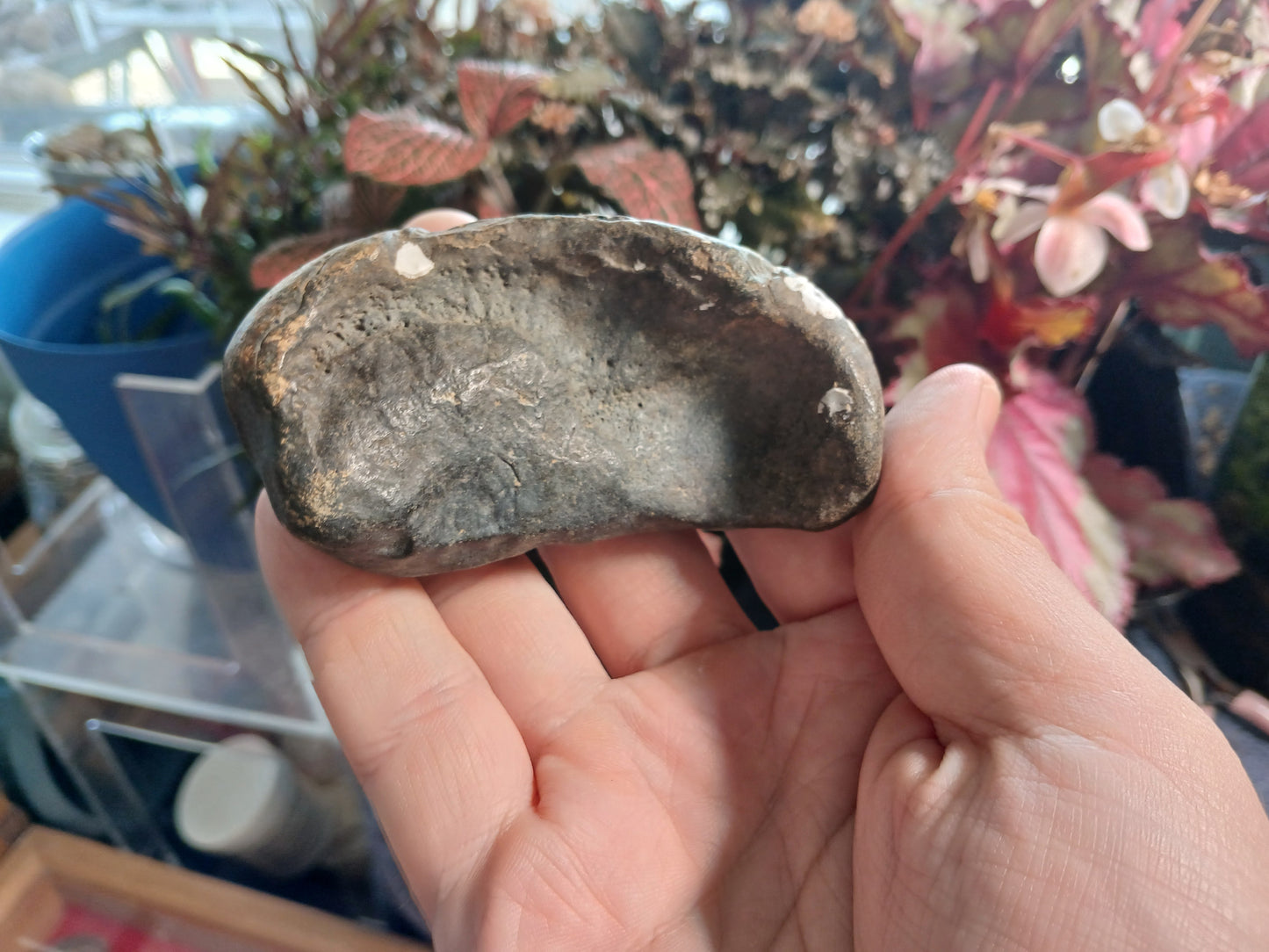 Tymphatic Bull - Whale Inner Ear Bone Fossil