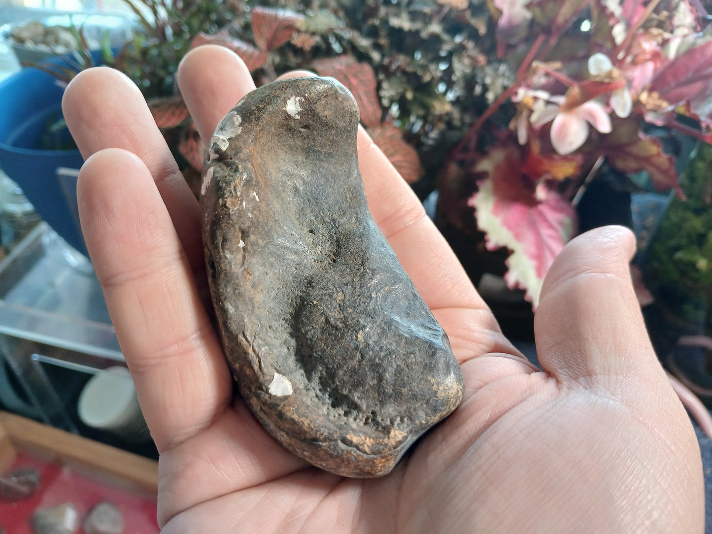 Tymphatic Bull - Whale Inner Ear Bone Fossil