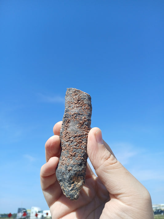 Fossil Horn Coral