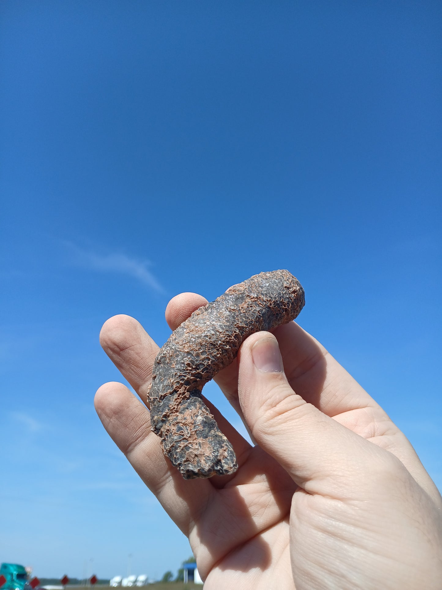 Fossil Horn Coral