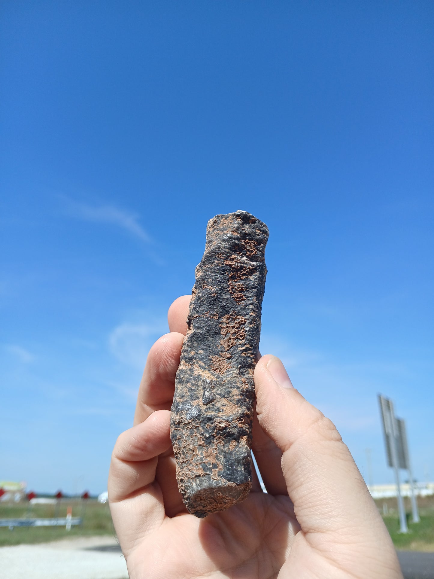 Fossil Horn Coral