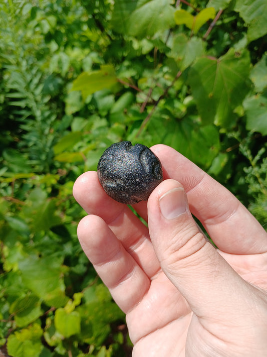25g Bikolite - Tektite