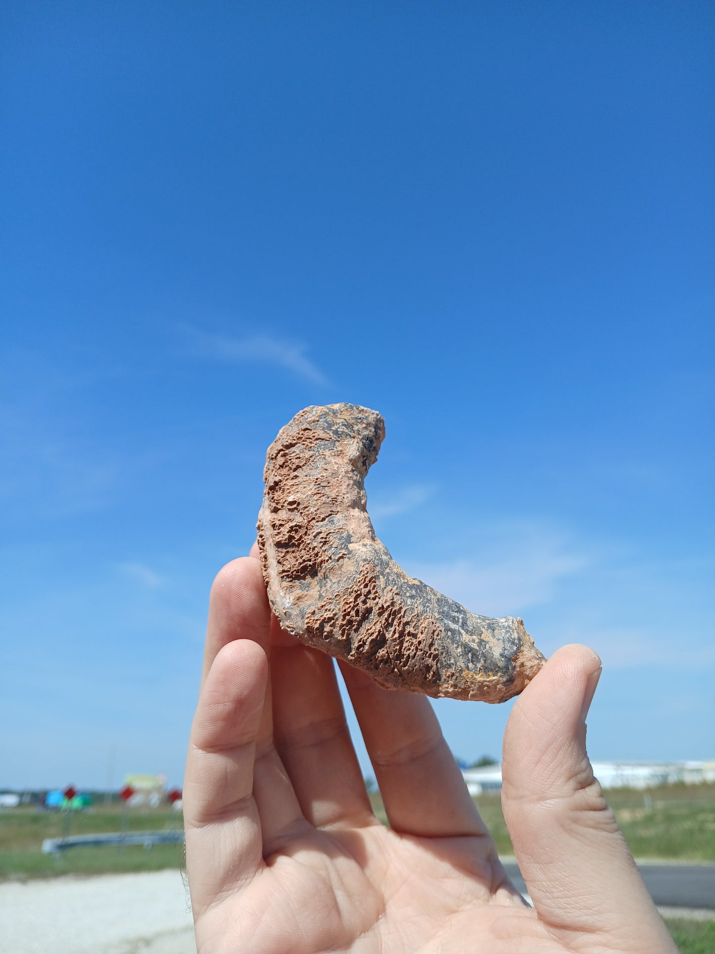 Fossil Horn Coral