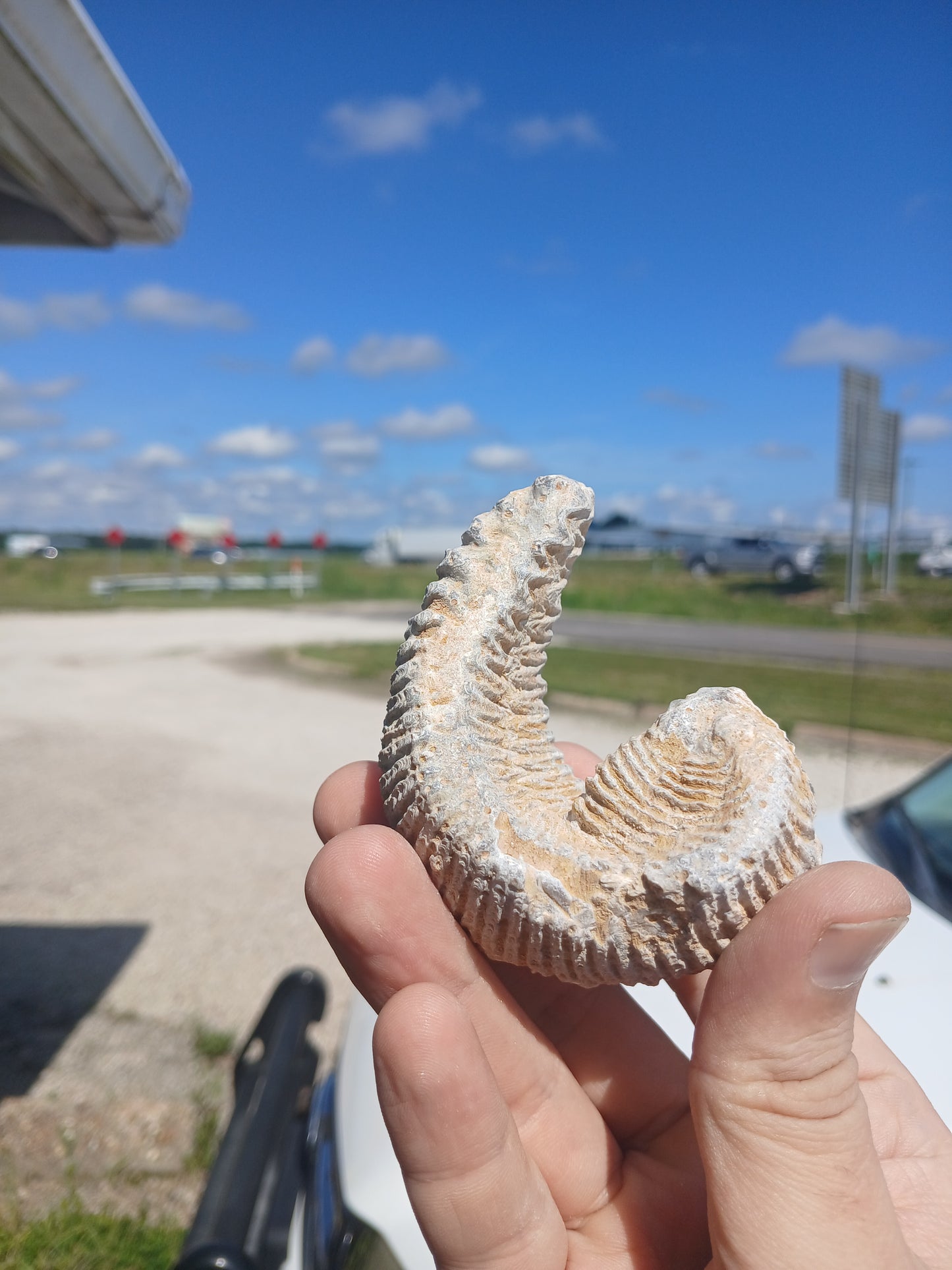 Cretaceous Biting Clam Fossil