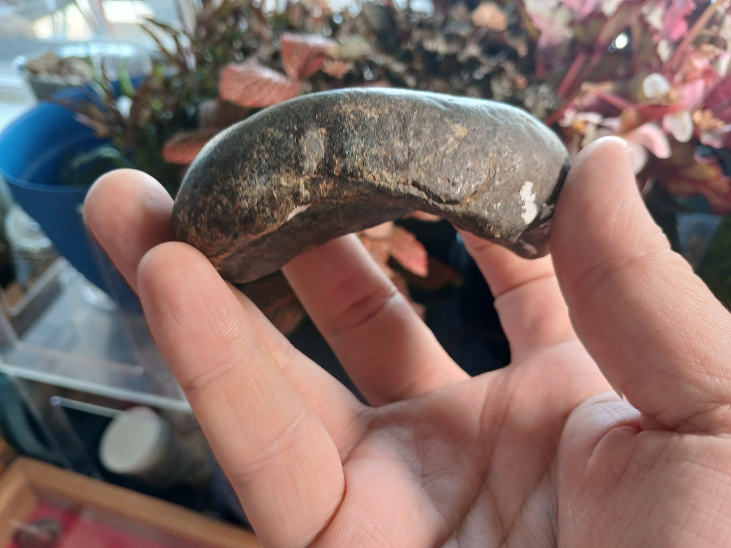 Tymphatic Bull - Whale Inner Ear Bone Fossil