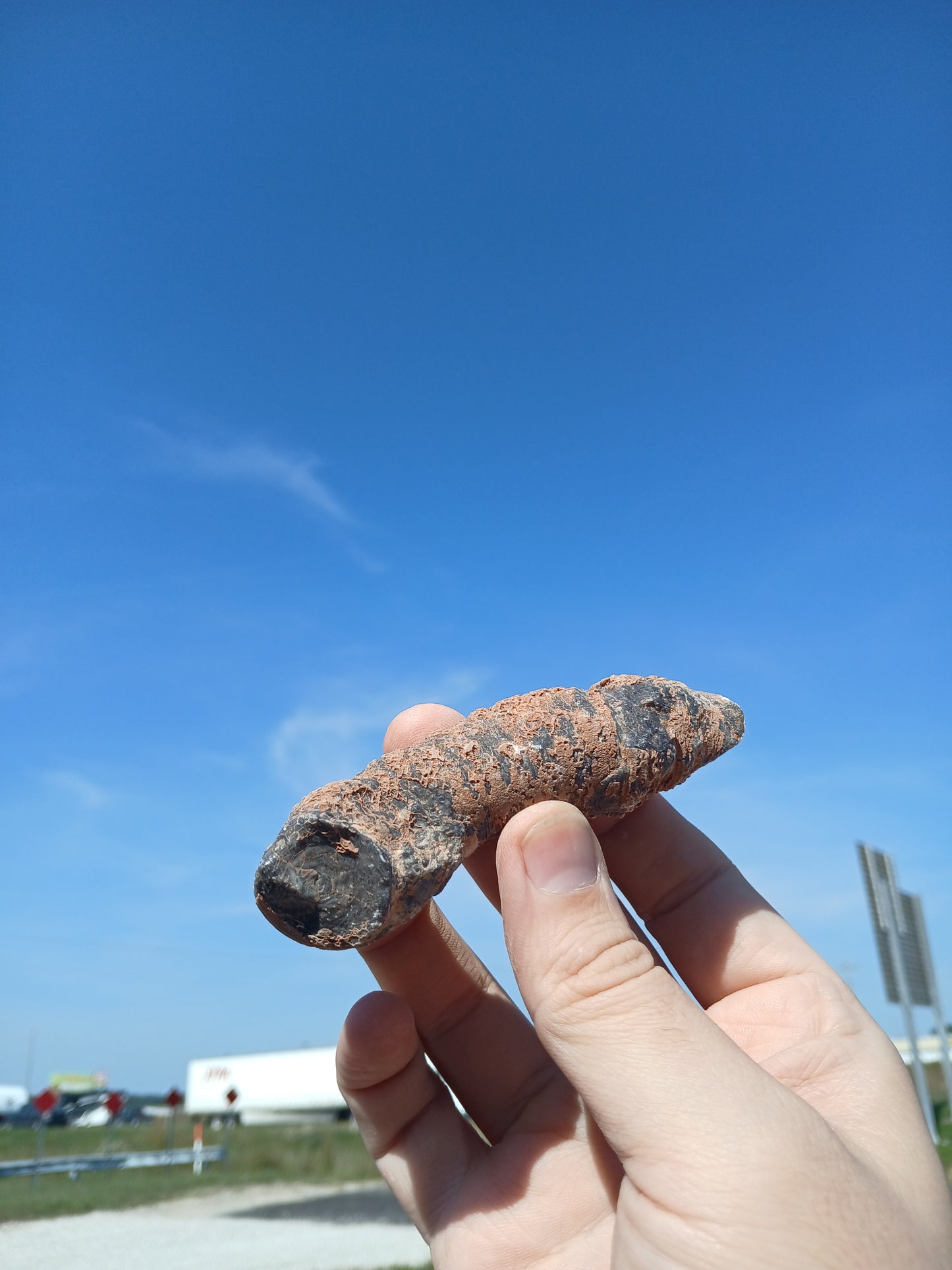 Fossil Horn Coral