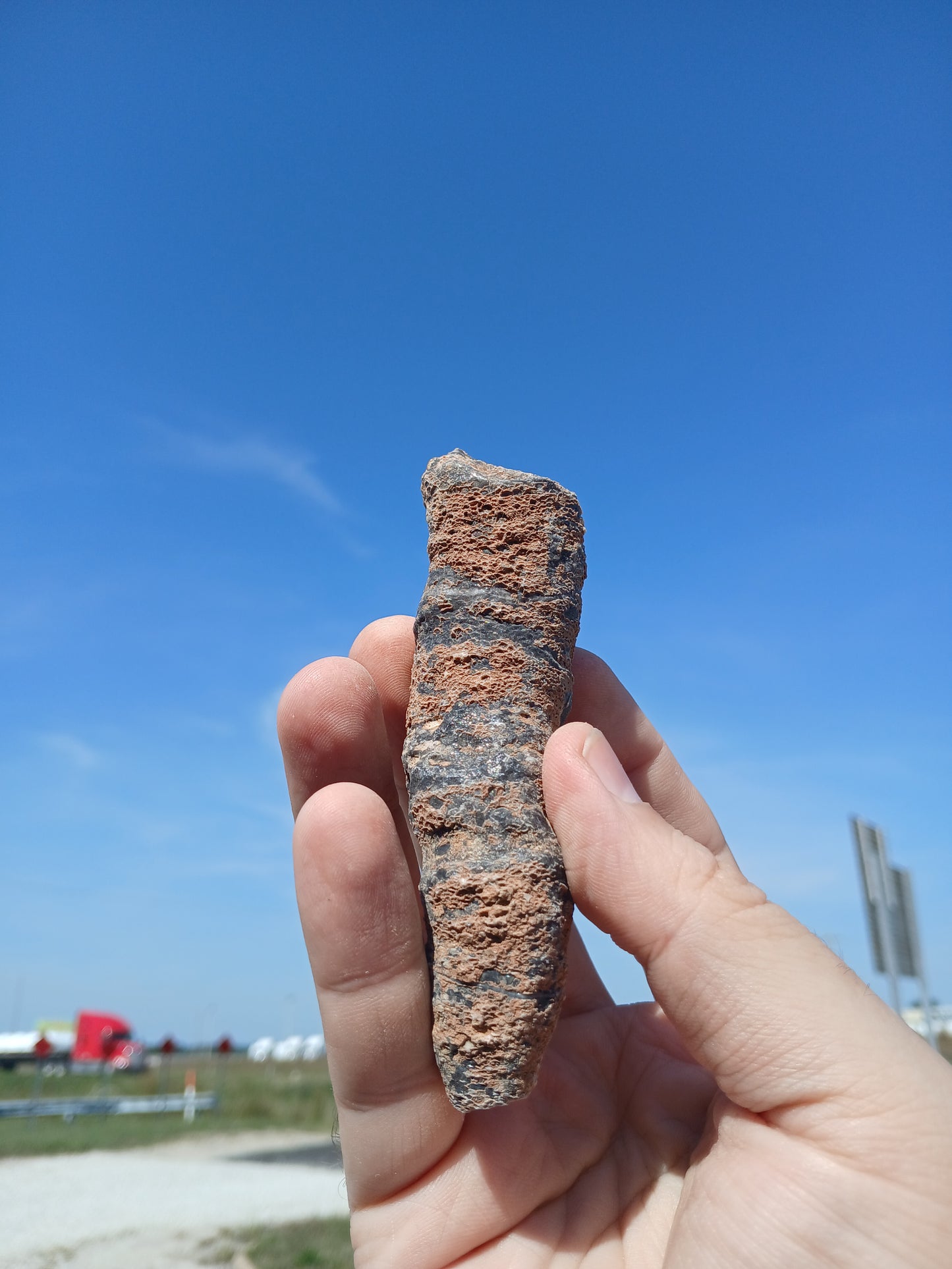 Fossil Horn Coral