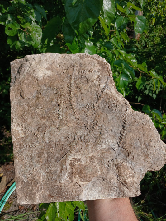 Archimedes Screw and Crinoid Plate