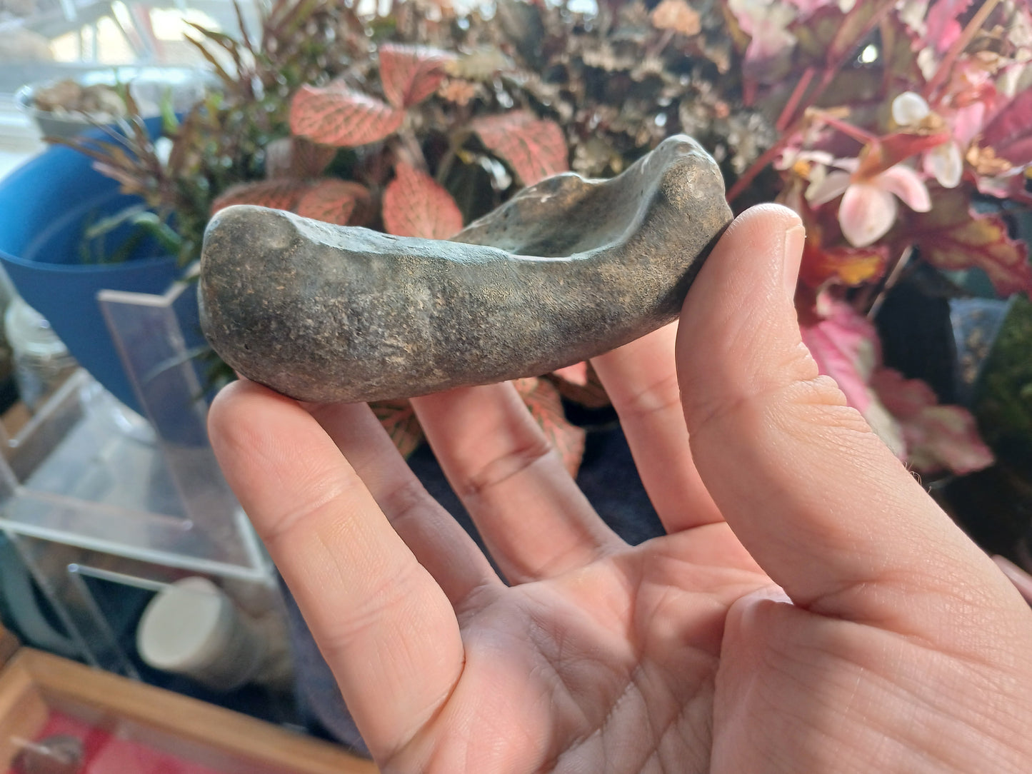 Tymphatic Bull - Whale Inner Ear Bone Fossil