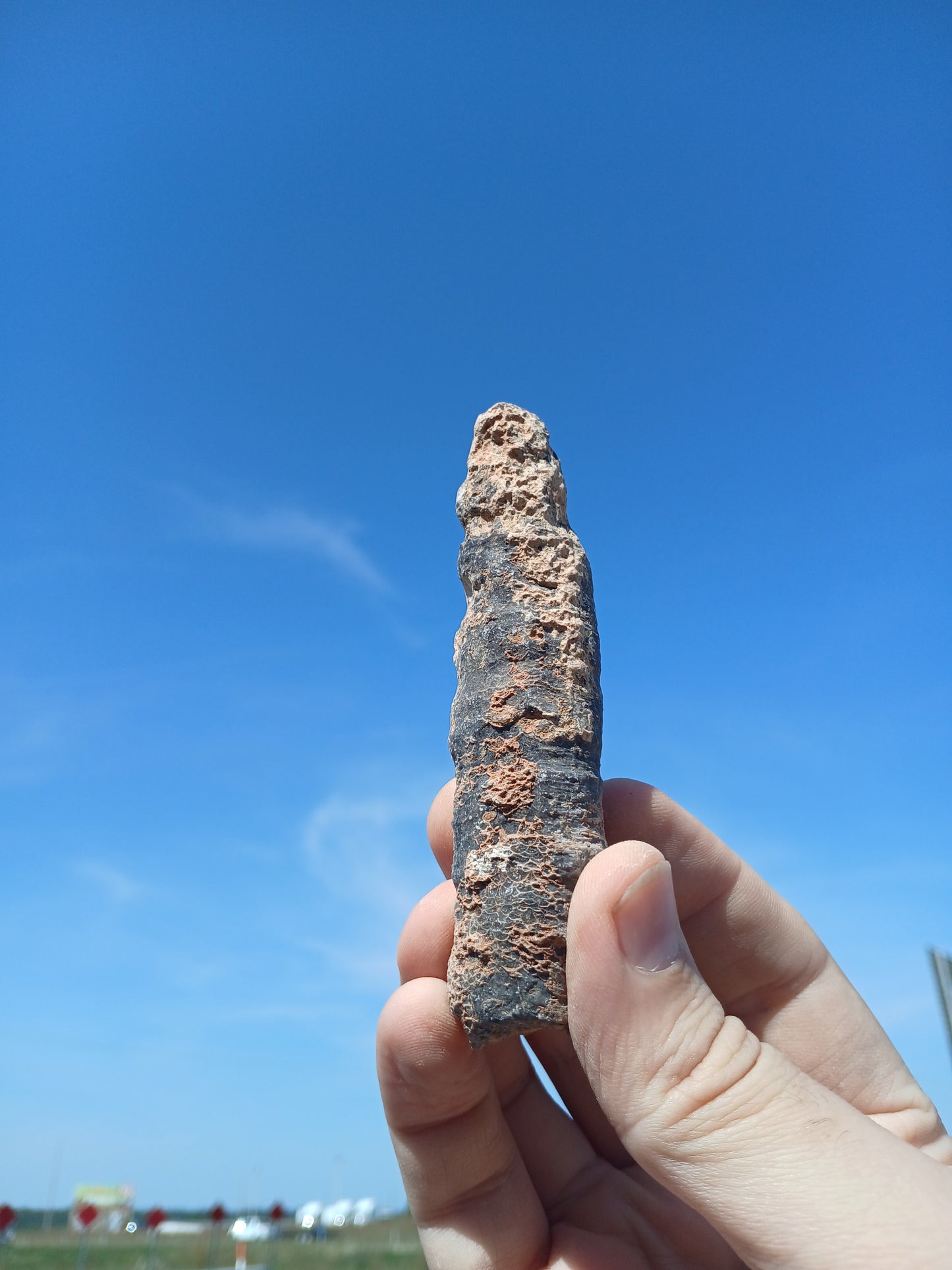 Fossil Horn Coral