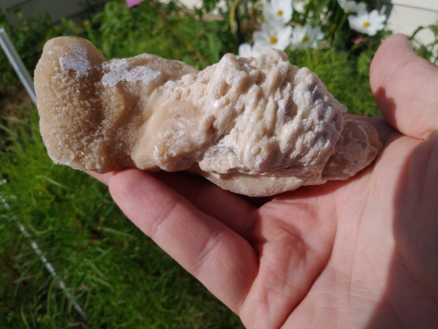 Calcite Replaced Coral Fossil