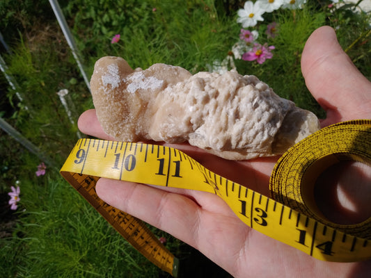 Calcite Replaced Coral Fossil