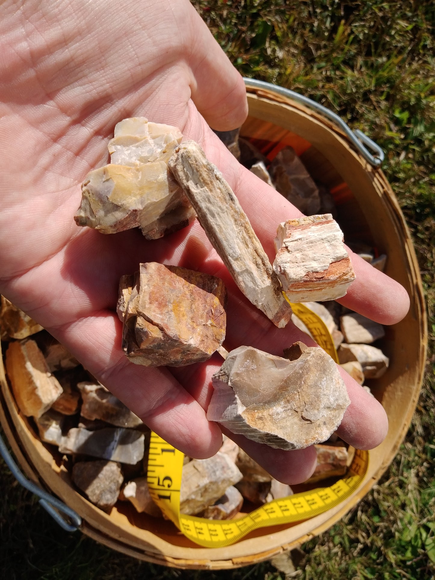 Petrified Wood - Madagascar by the pound