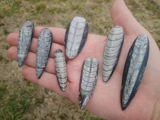 Polished Orthroceras