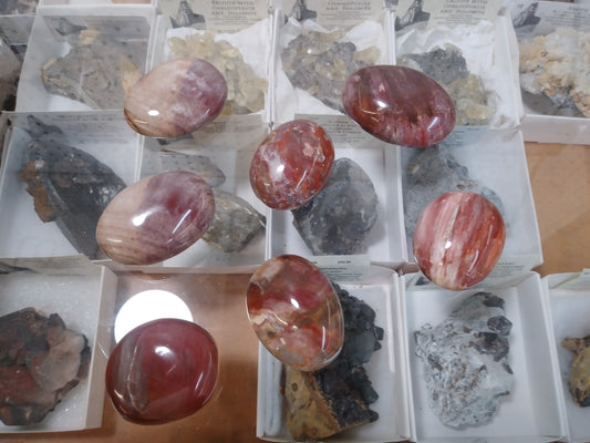 Petrified Wood Palmstones