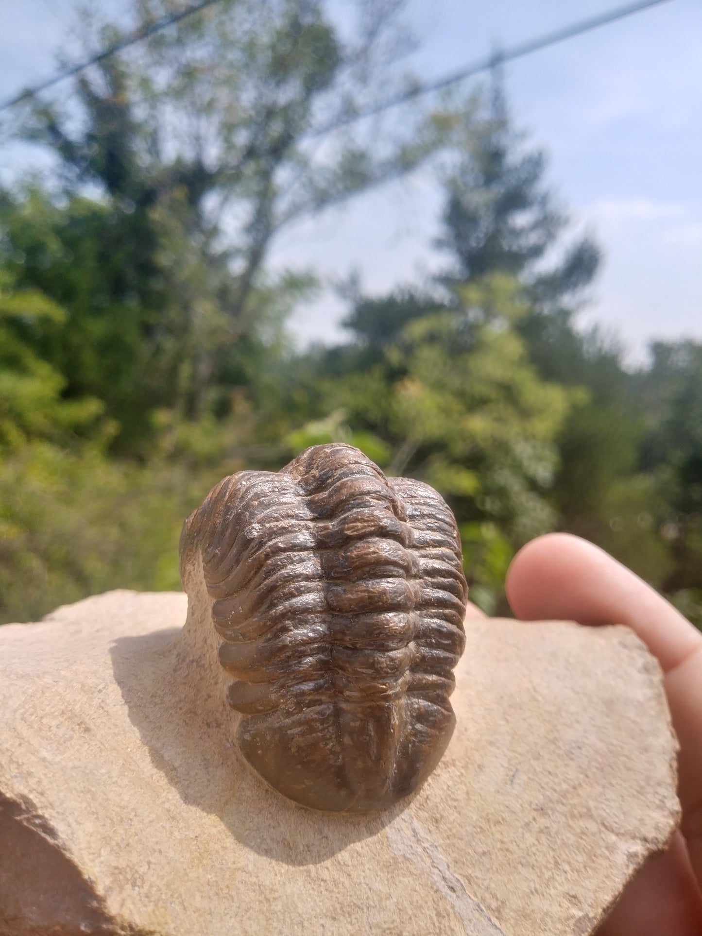 Superb Reedops Trilobite - Lower Devonian