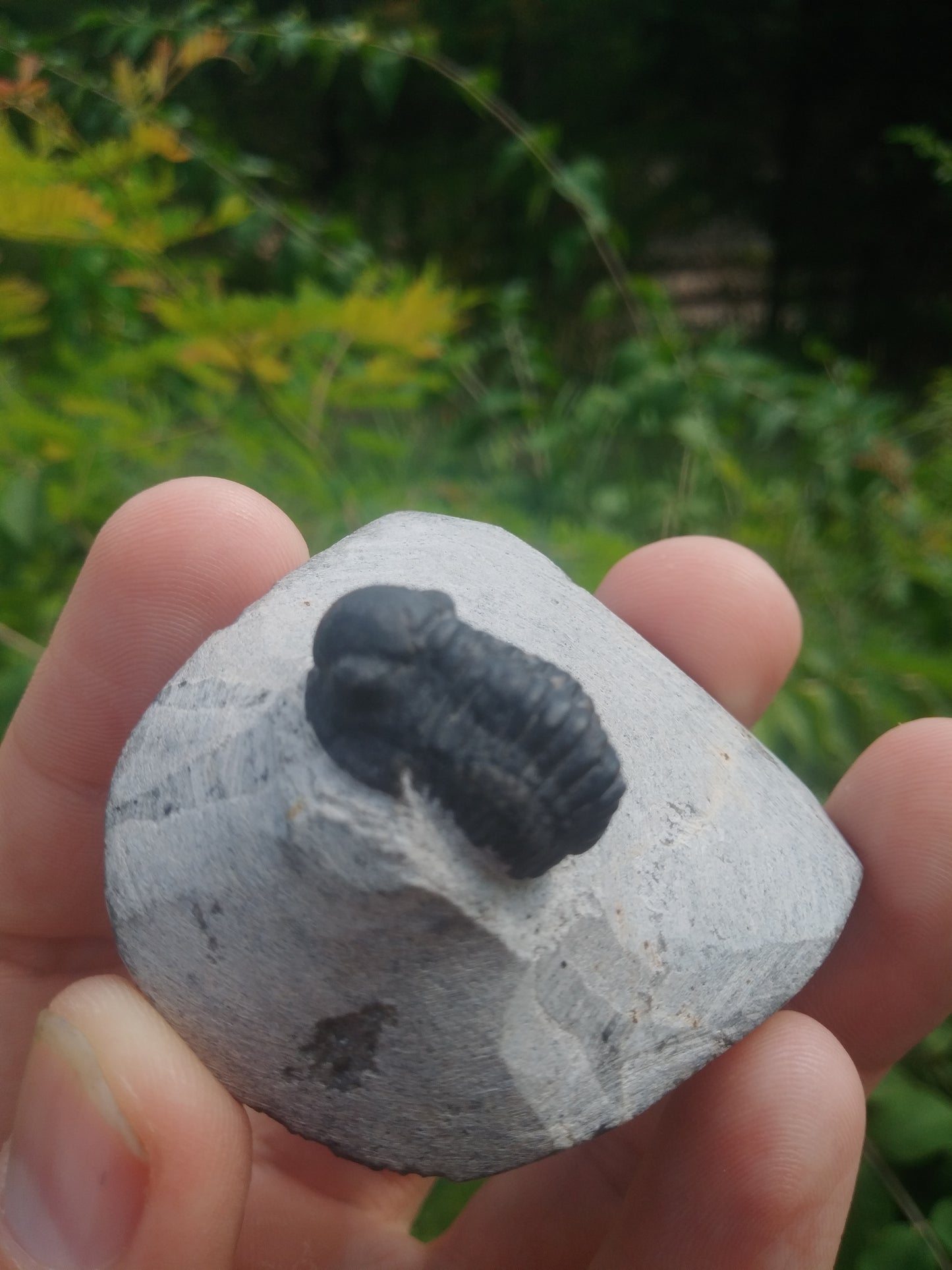 Trilobite Gerastos sp - Devonian