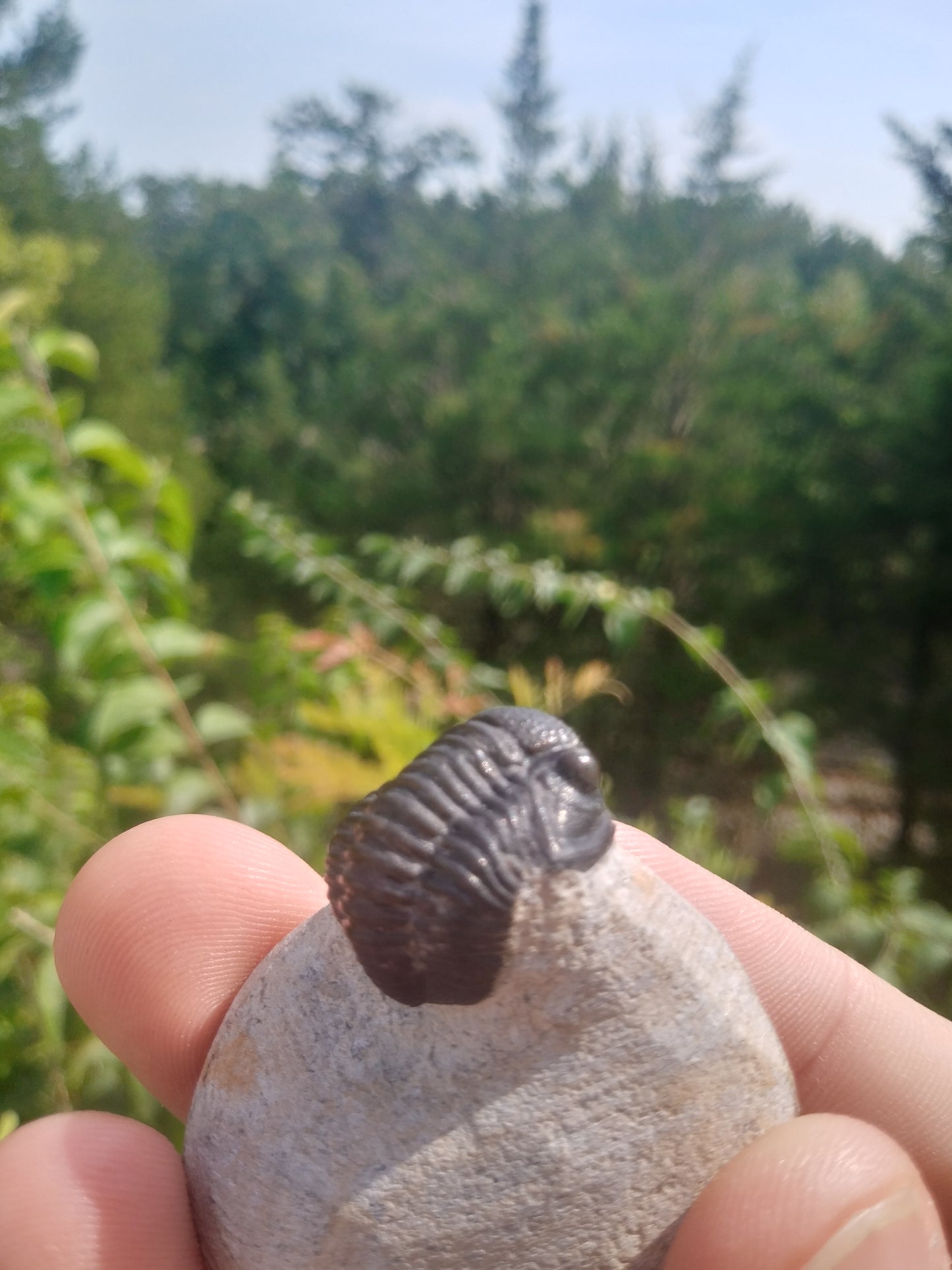 Trilobite Gerastos sp - Devonian