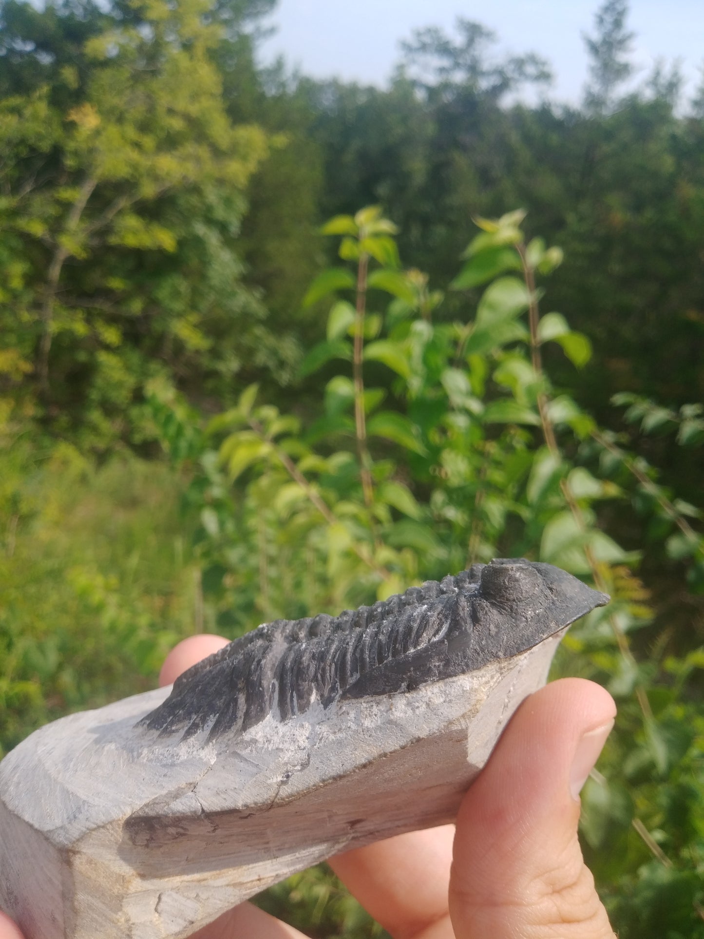 Trilobite - Hollardops Species