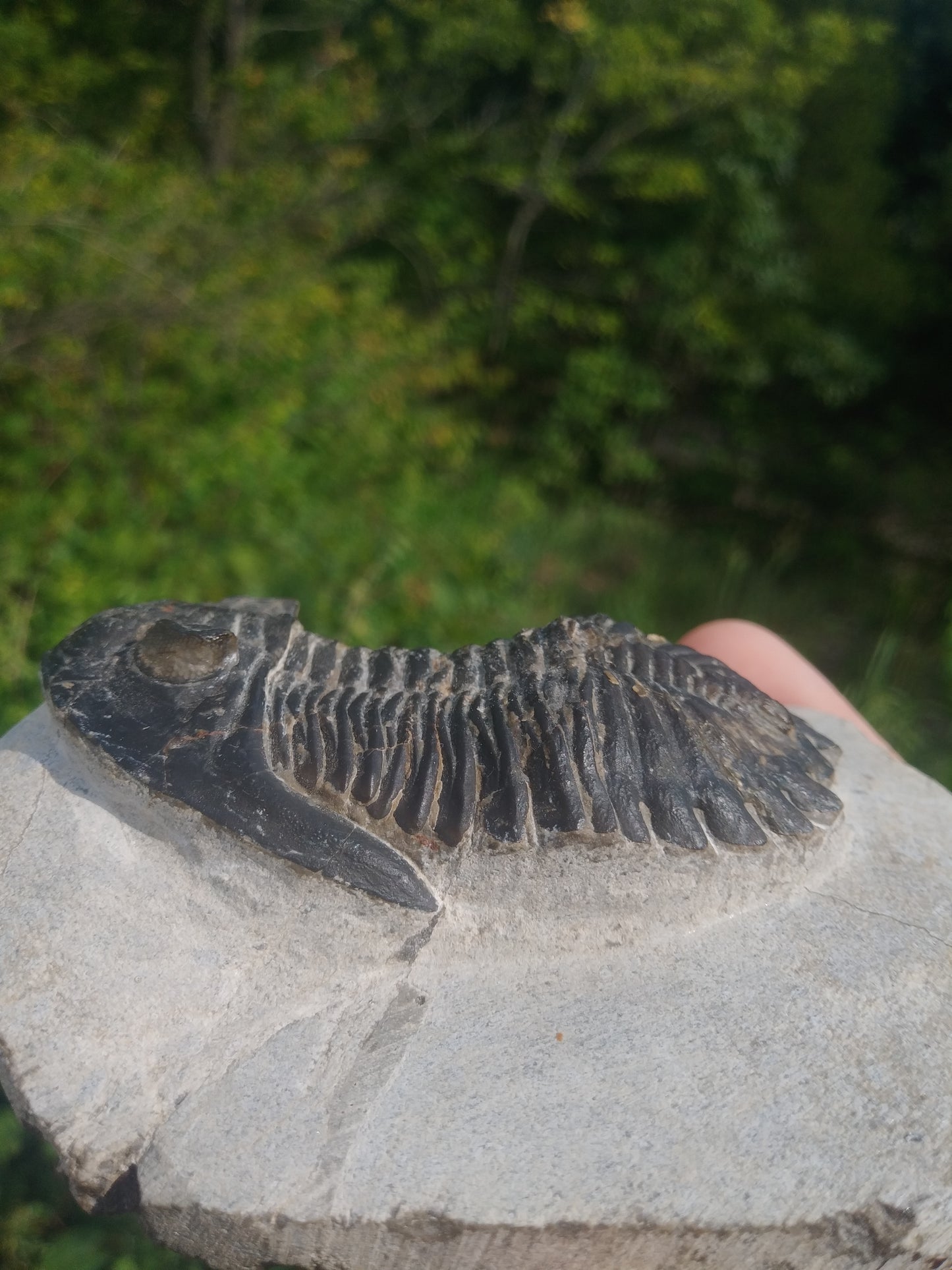 Trilobite - Hollardops Species