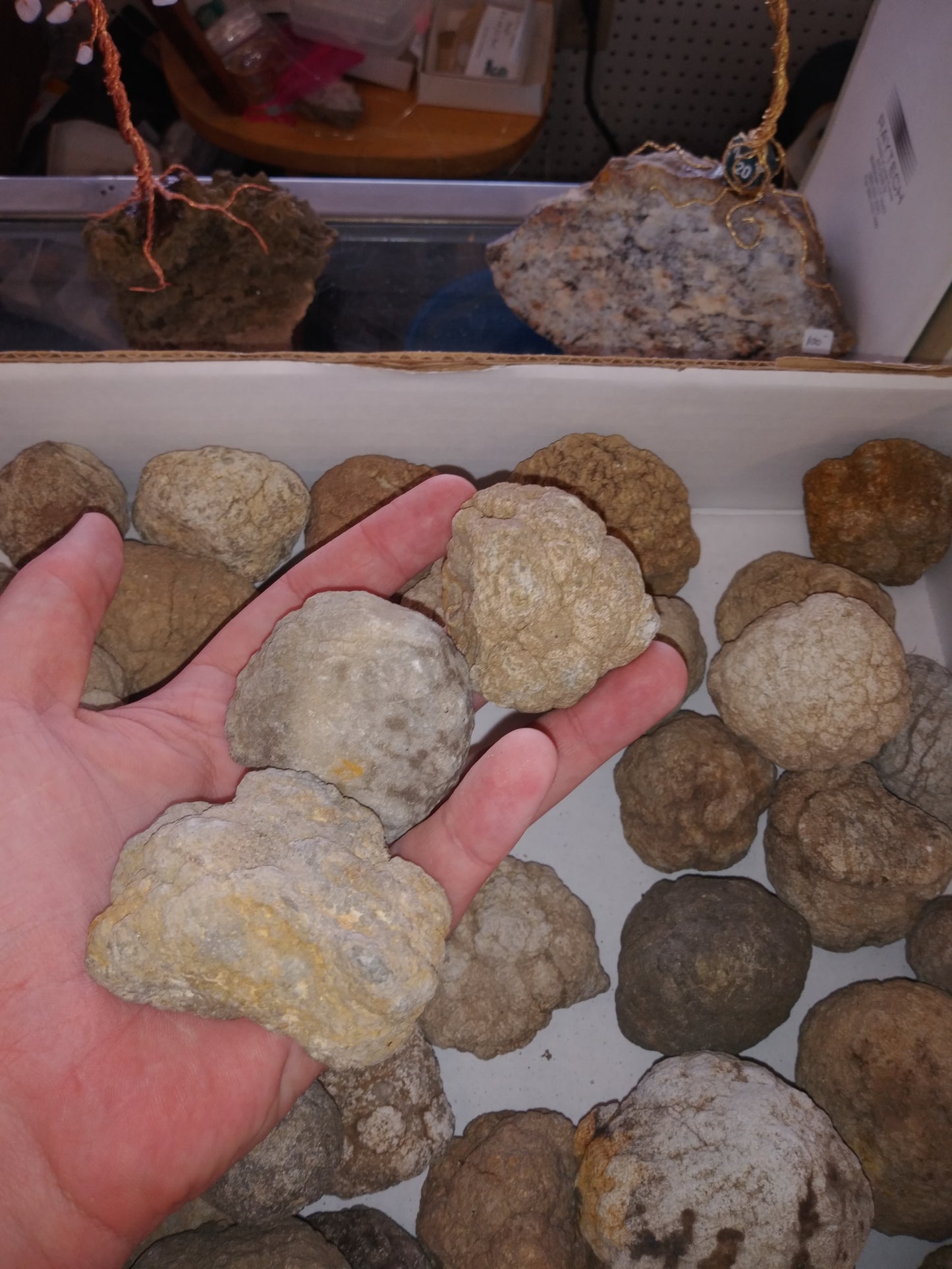 3 Uncracked Warsaw Formation Geodes (2-3 Inches)