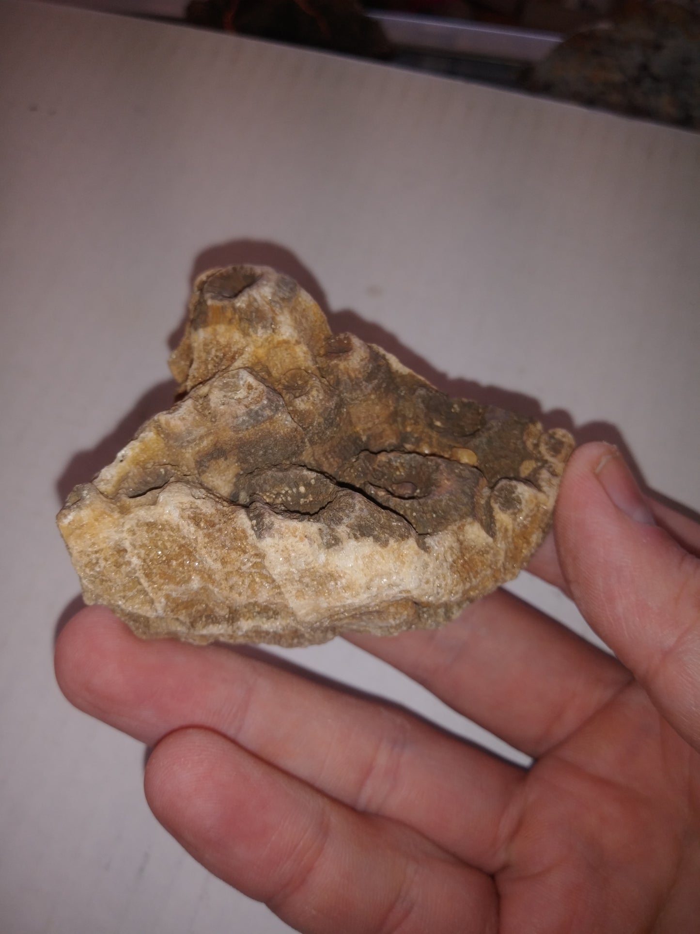 Fossil Coral - Missouri