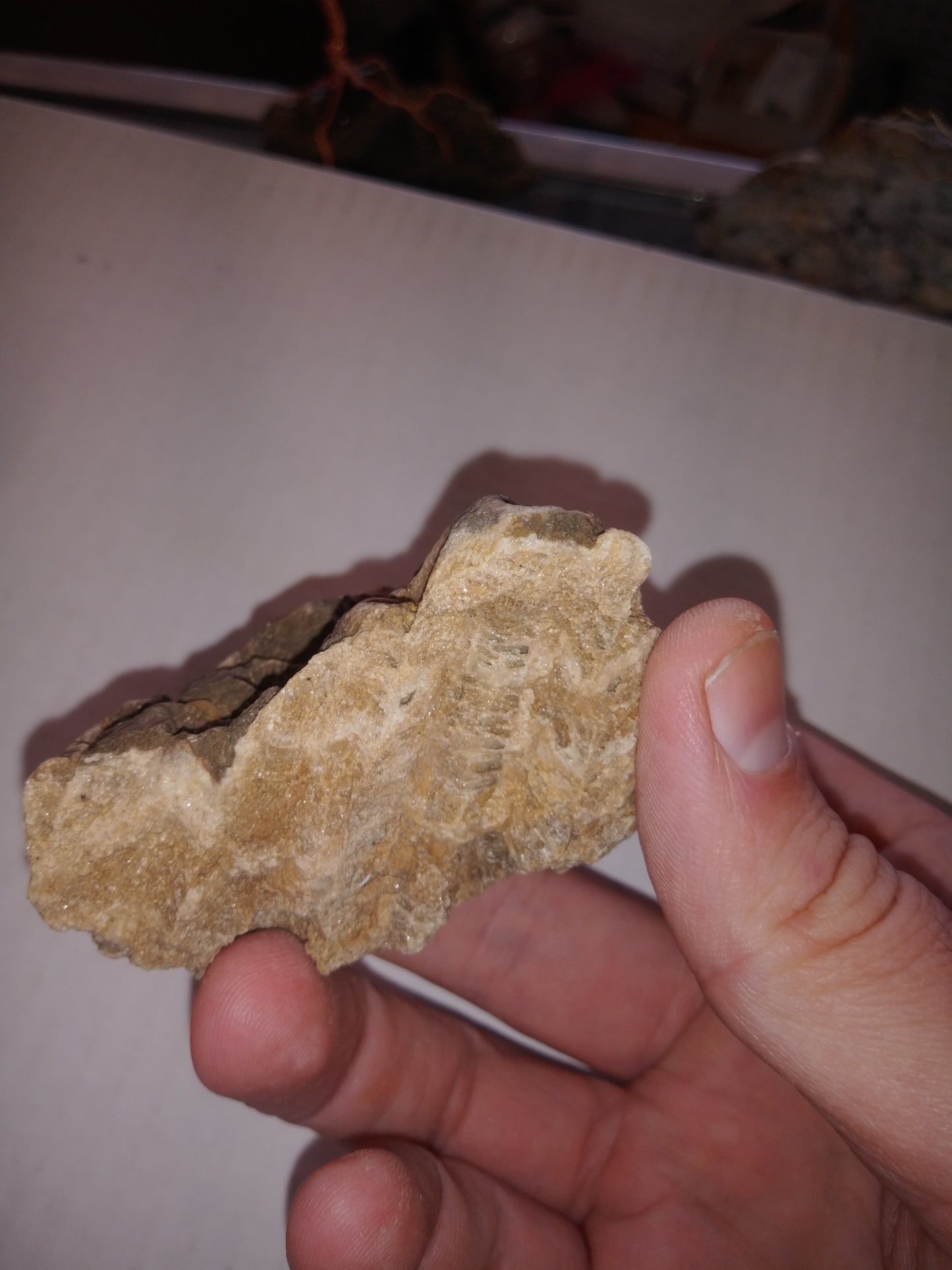 Fossil Coral - Missouri